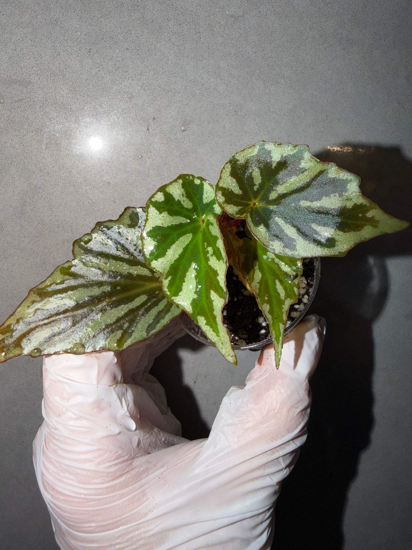 🌿Begonia sp. Irian Jaya （U682）