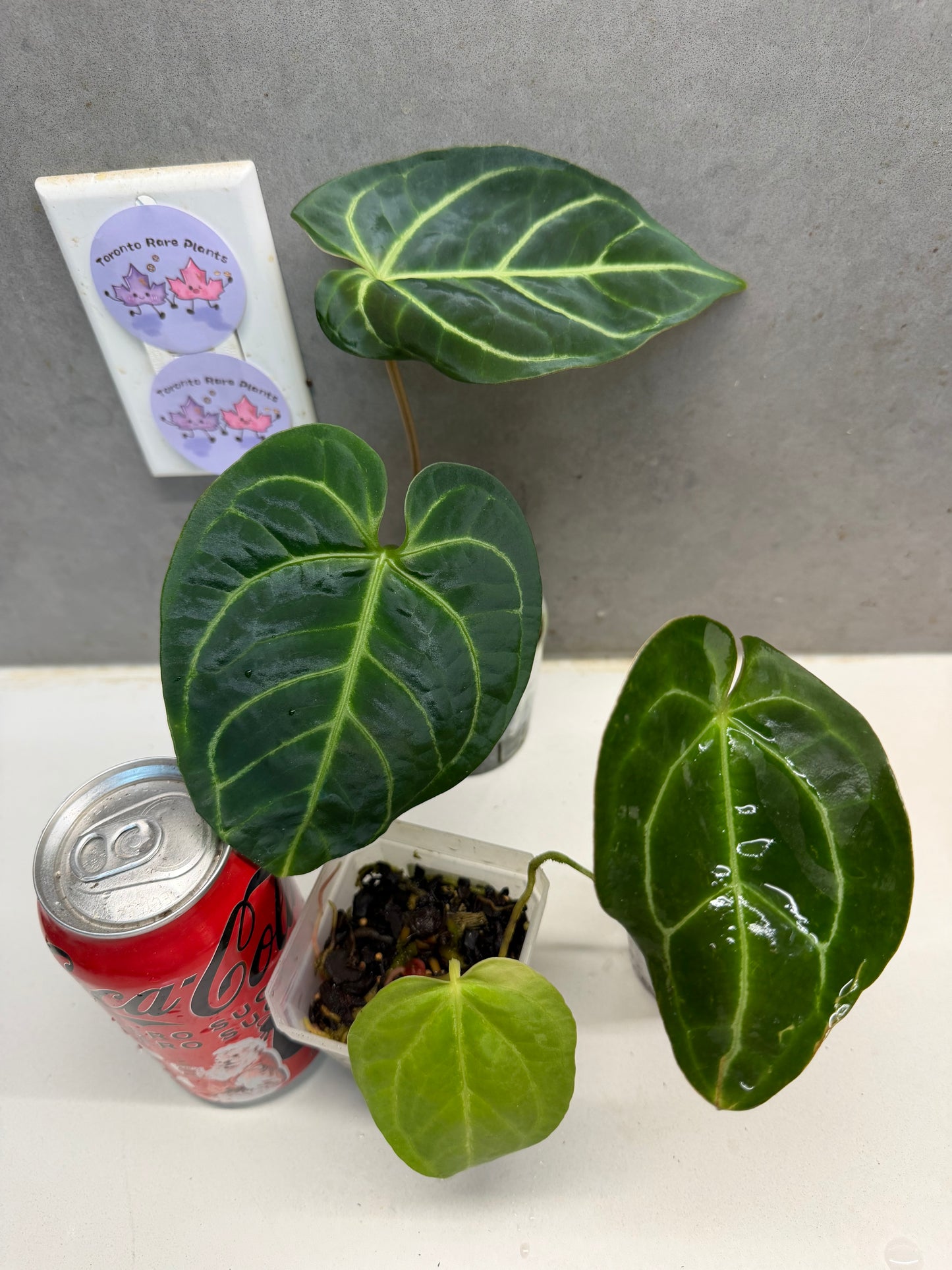 Anthurium regale+magnificum hybrid +Lux hybrid