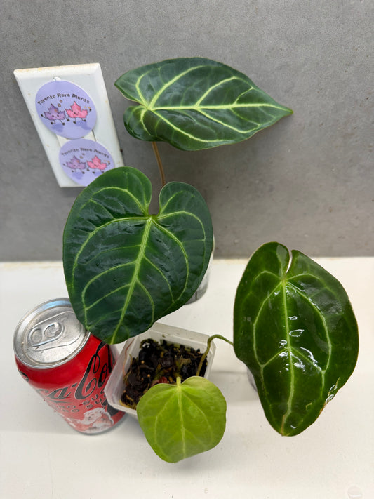 Anthurium regale+magnificum hybrid +Lux hybrid