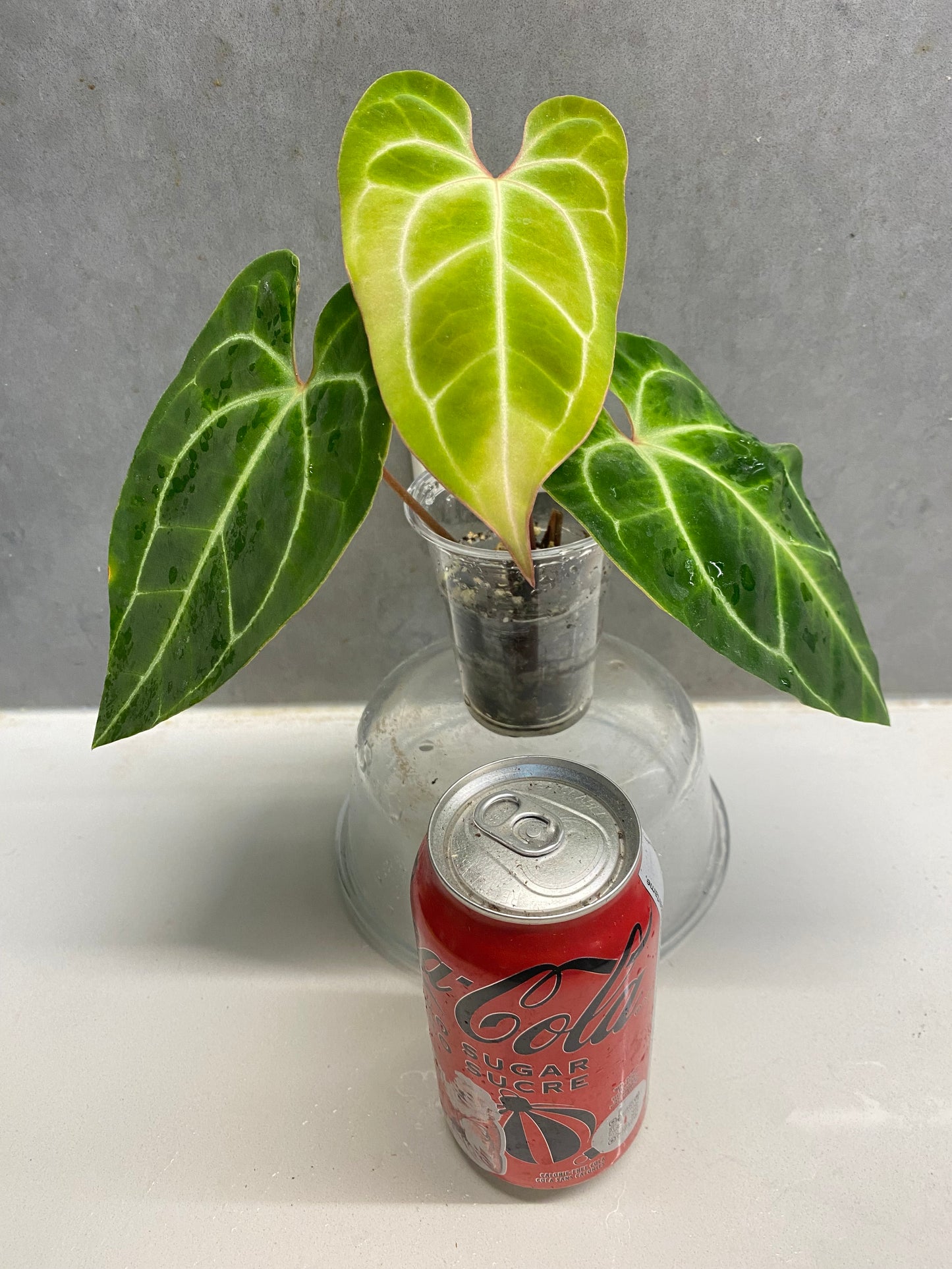 🌿 Anthurium besseae aff. × crystallinum