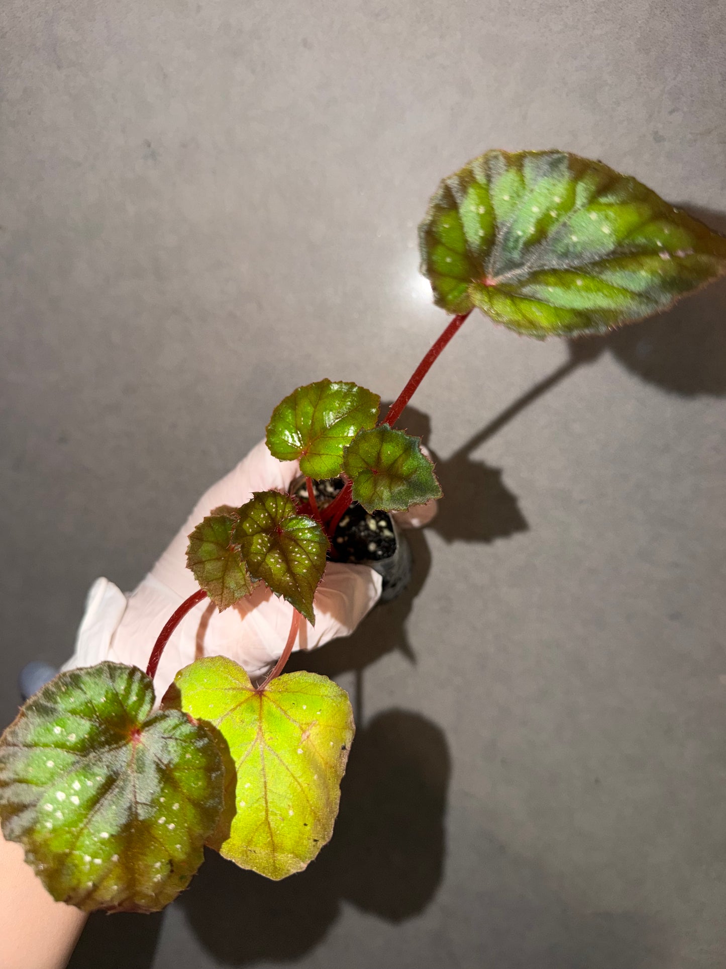 🌃 Begonia 'Blue Danube'