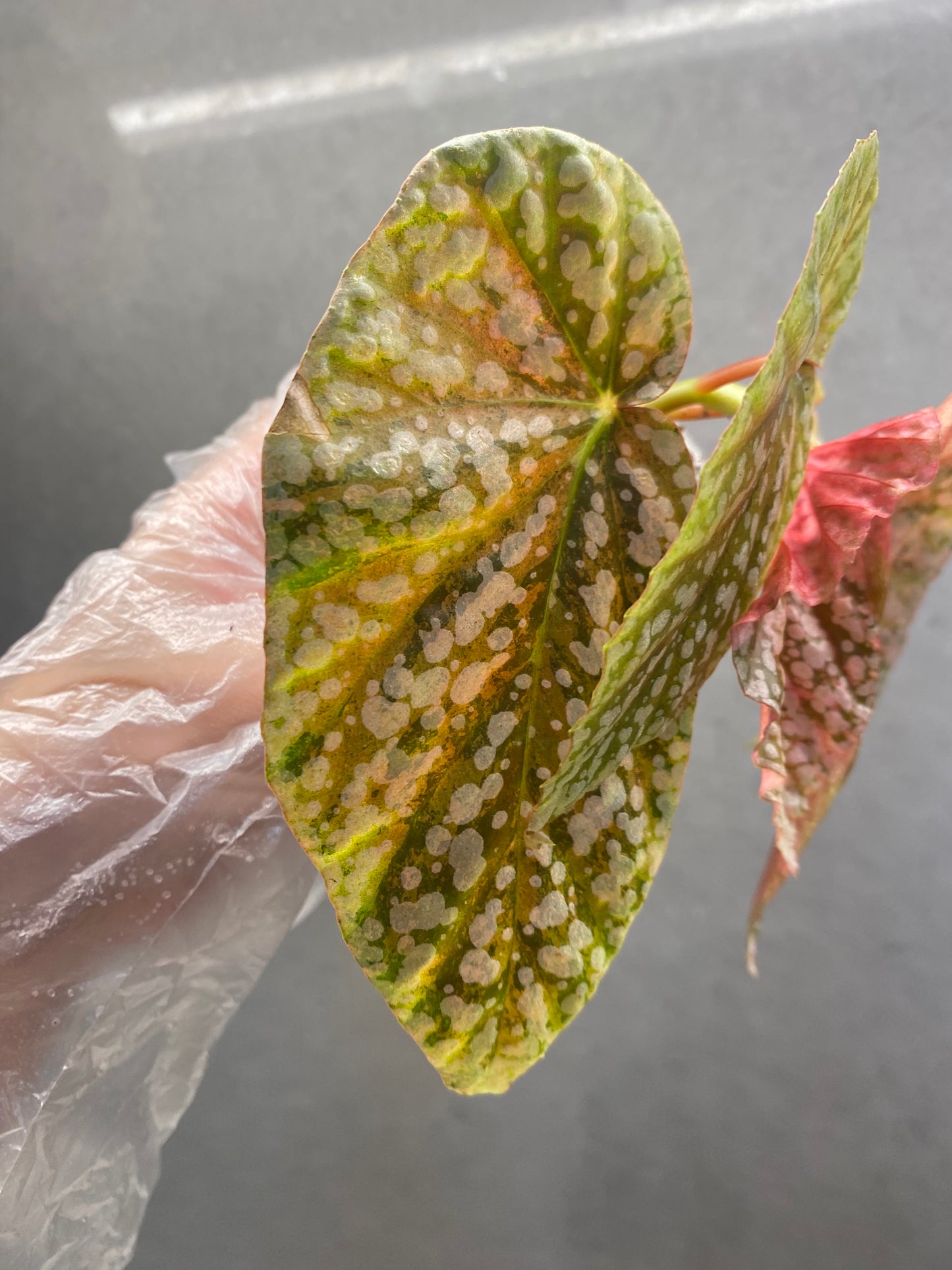 🌿 Begonia 'Snow Cap' Pink Variegated