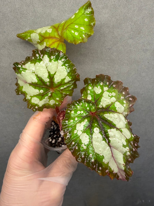 🌿Begonia ‘Carnival’