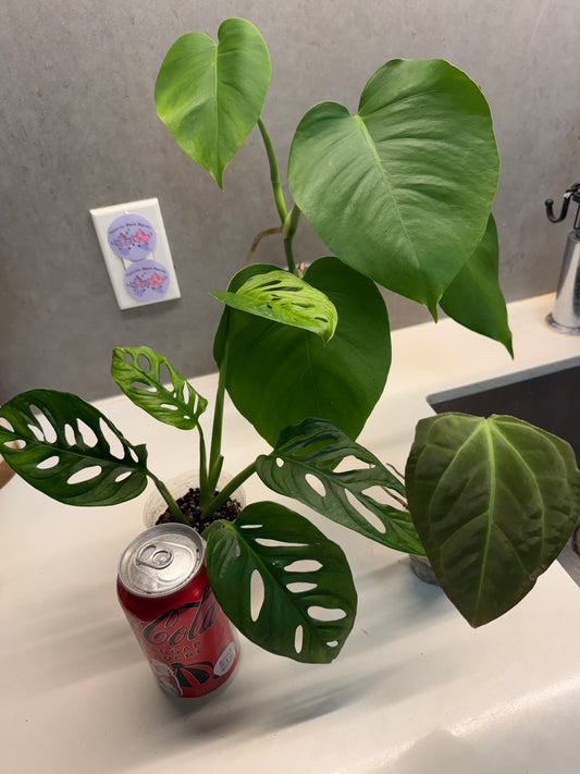 Anthurium papi hybrid + monstera + Monstera adansonii