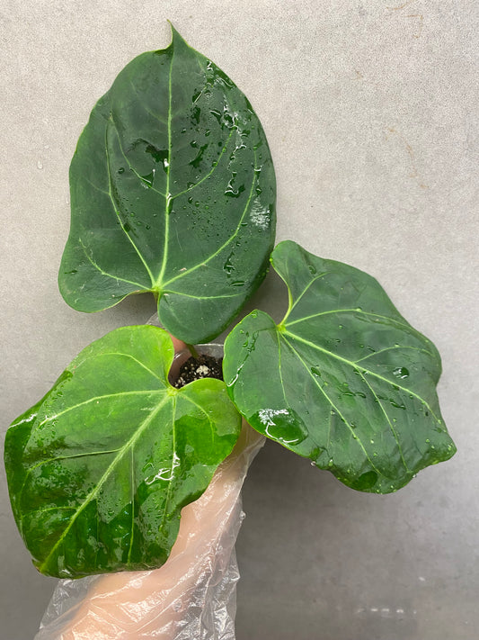 🌿 Anthurium KOS × Papi