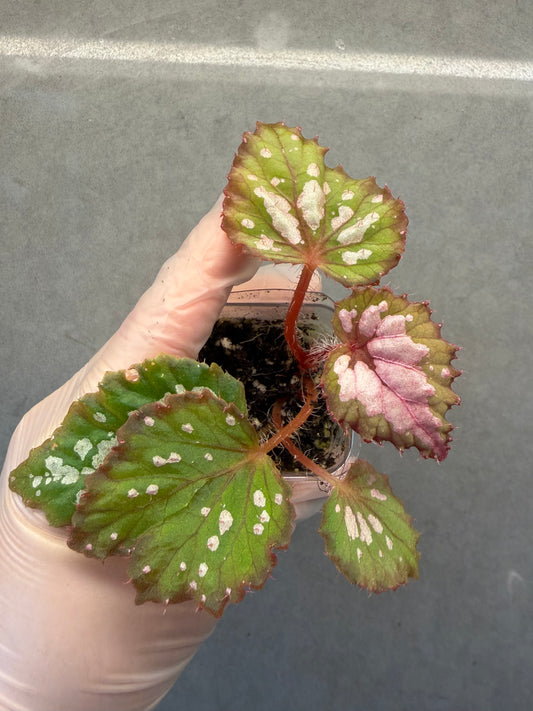 🌿Begonia Rex hybrid ’Blue-Green‘