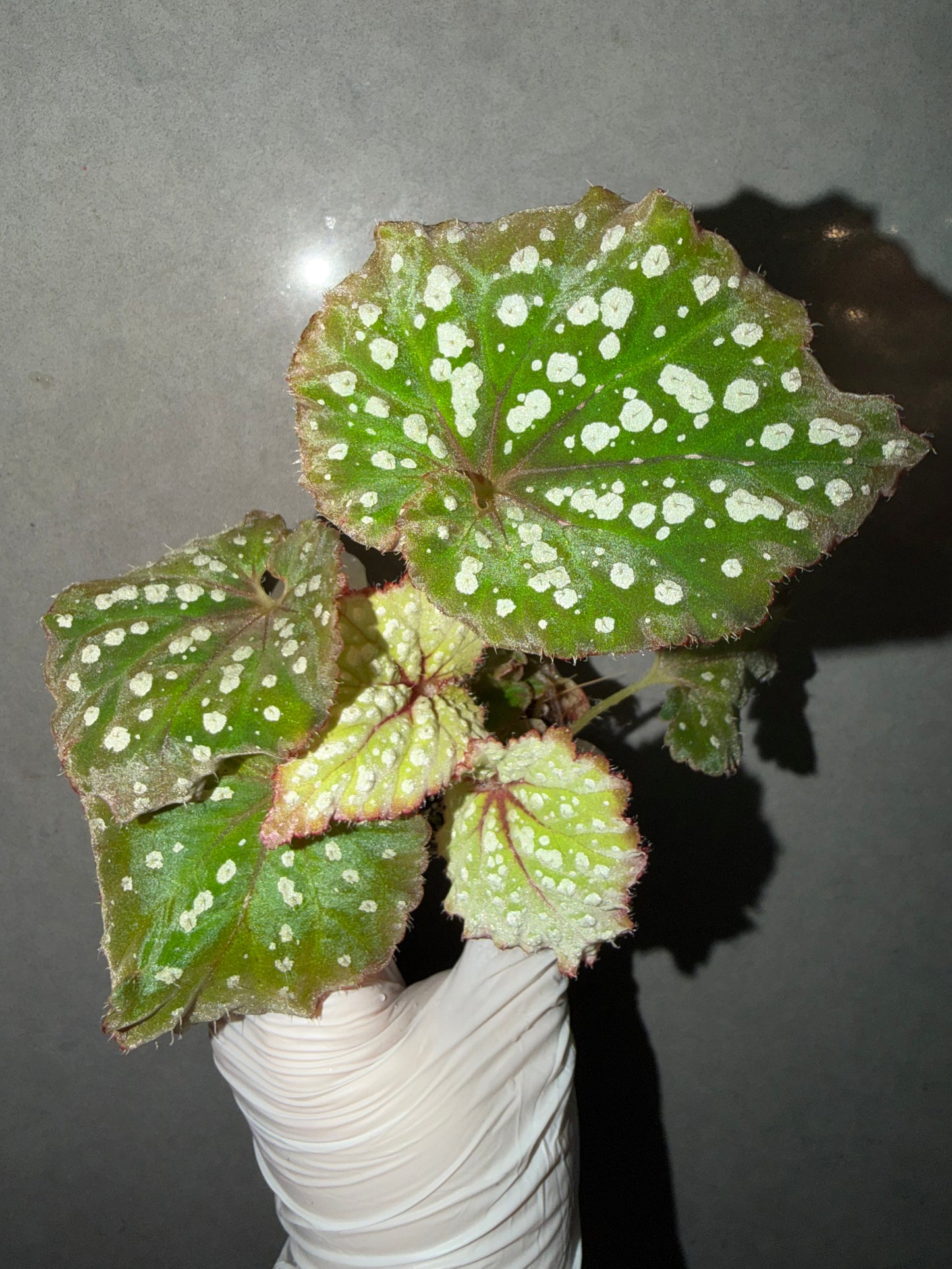 🌿Begonia Ryokuha