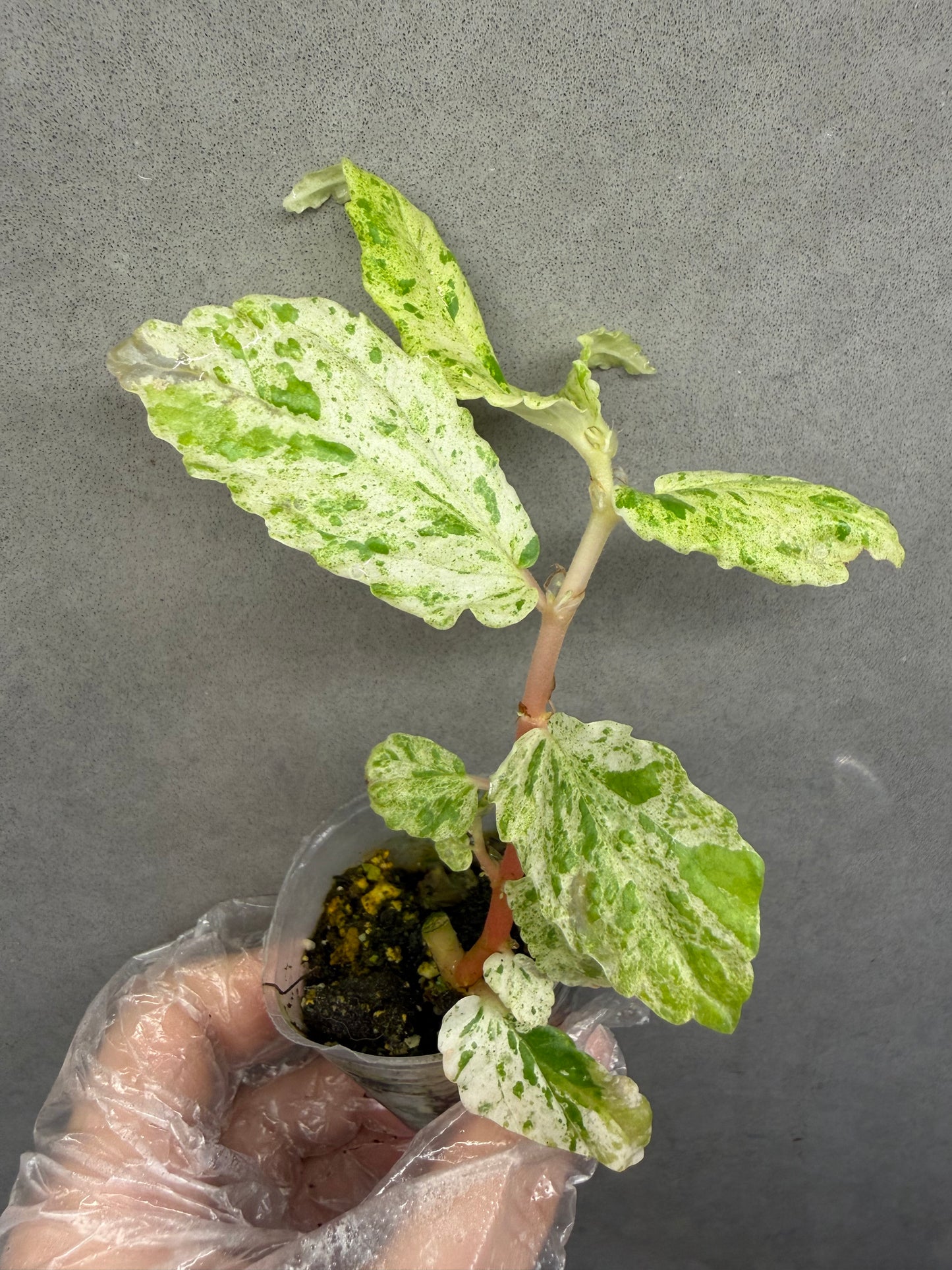 🌿Pellionia repens ’Variegata‘