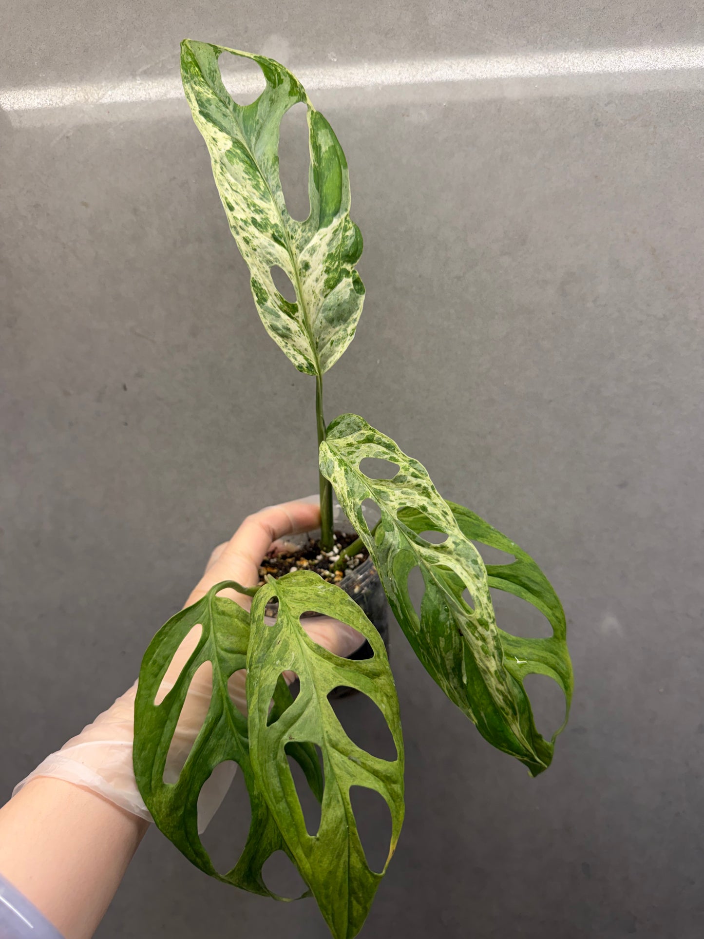 🌿Monstera adansonii mint variegata