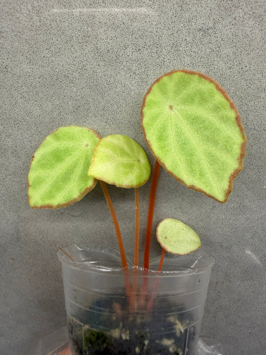🌿 Begonia scapigera