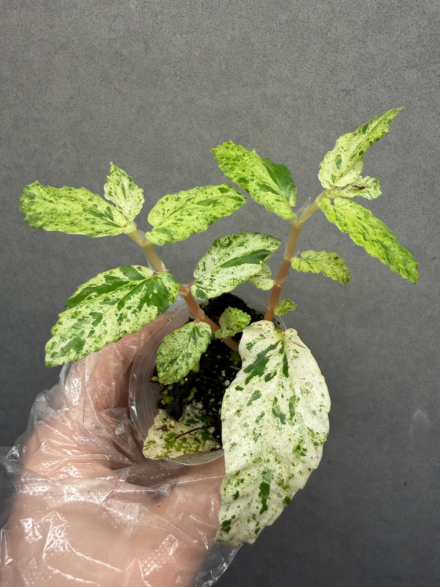 🌿Pellionia repens ’Variegata‘