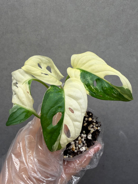 🌿 Monstera adansonii 'Albo Variegated'