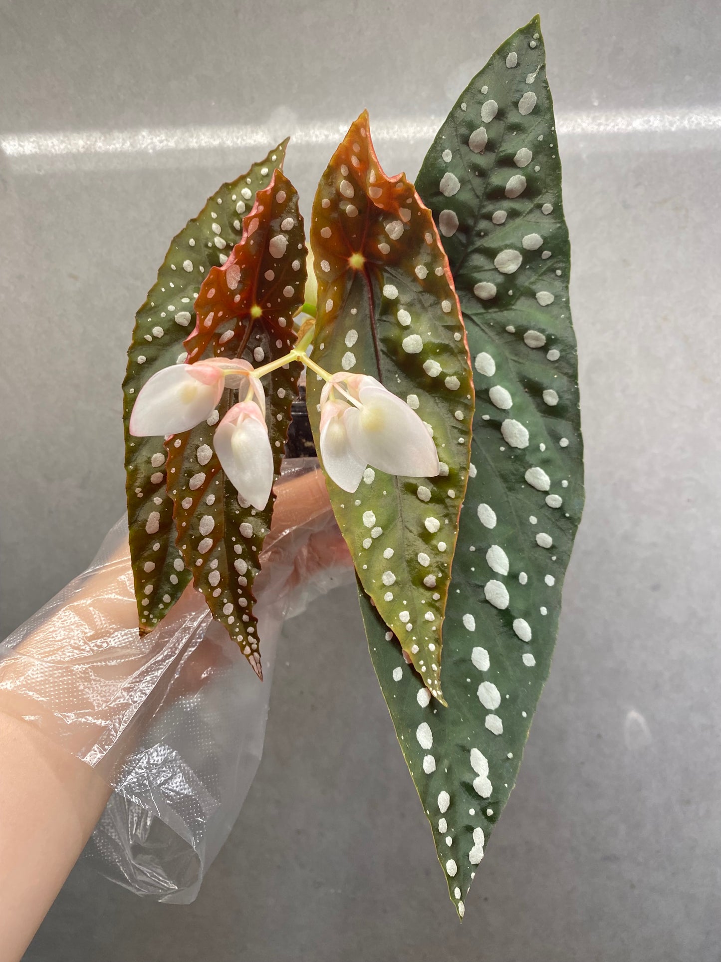 Begonia ‘Sierra Mountain King’