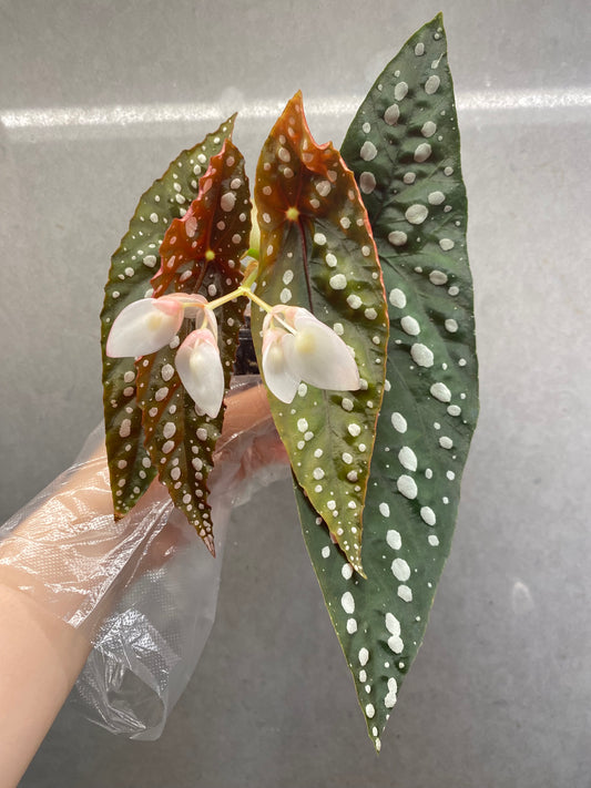 Begonia ‘Sierra Mountain King’