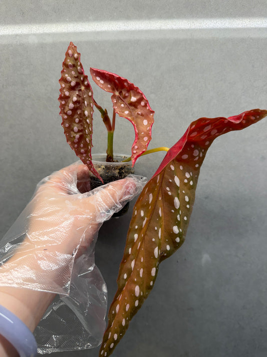 🌿Begonia ‘Sierra Mountain King’