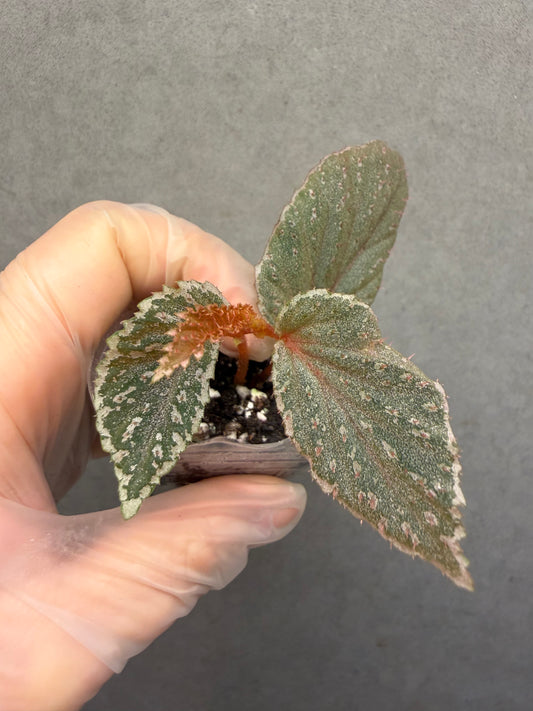 🌿Begonia lamriana ‘Silver’