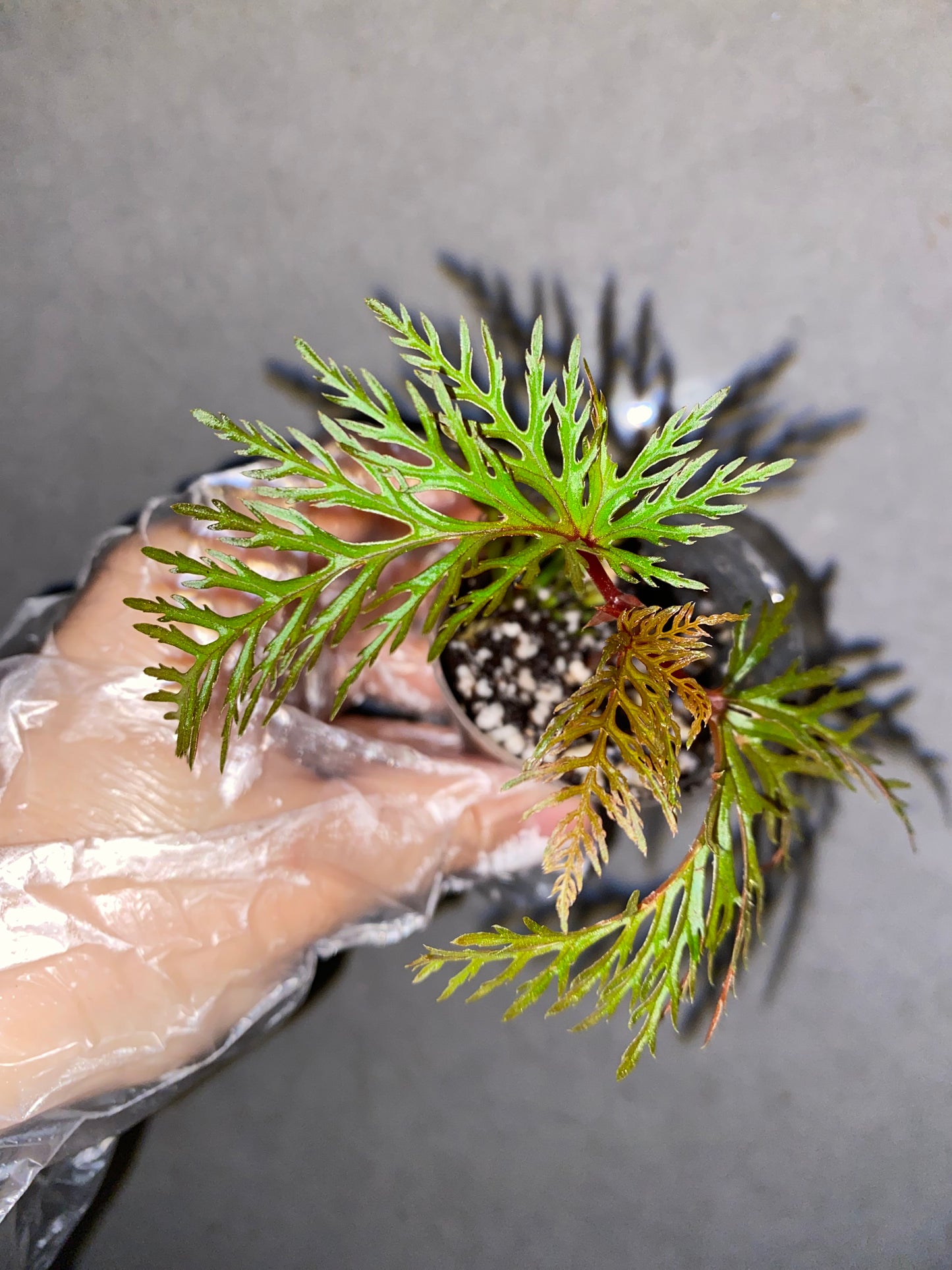 🌿 Begonia bipinnatifida