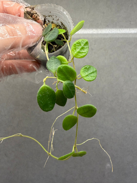 🌿 Hoya Tengchongensis