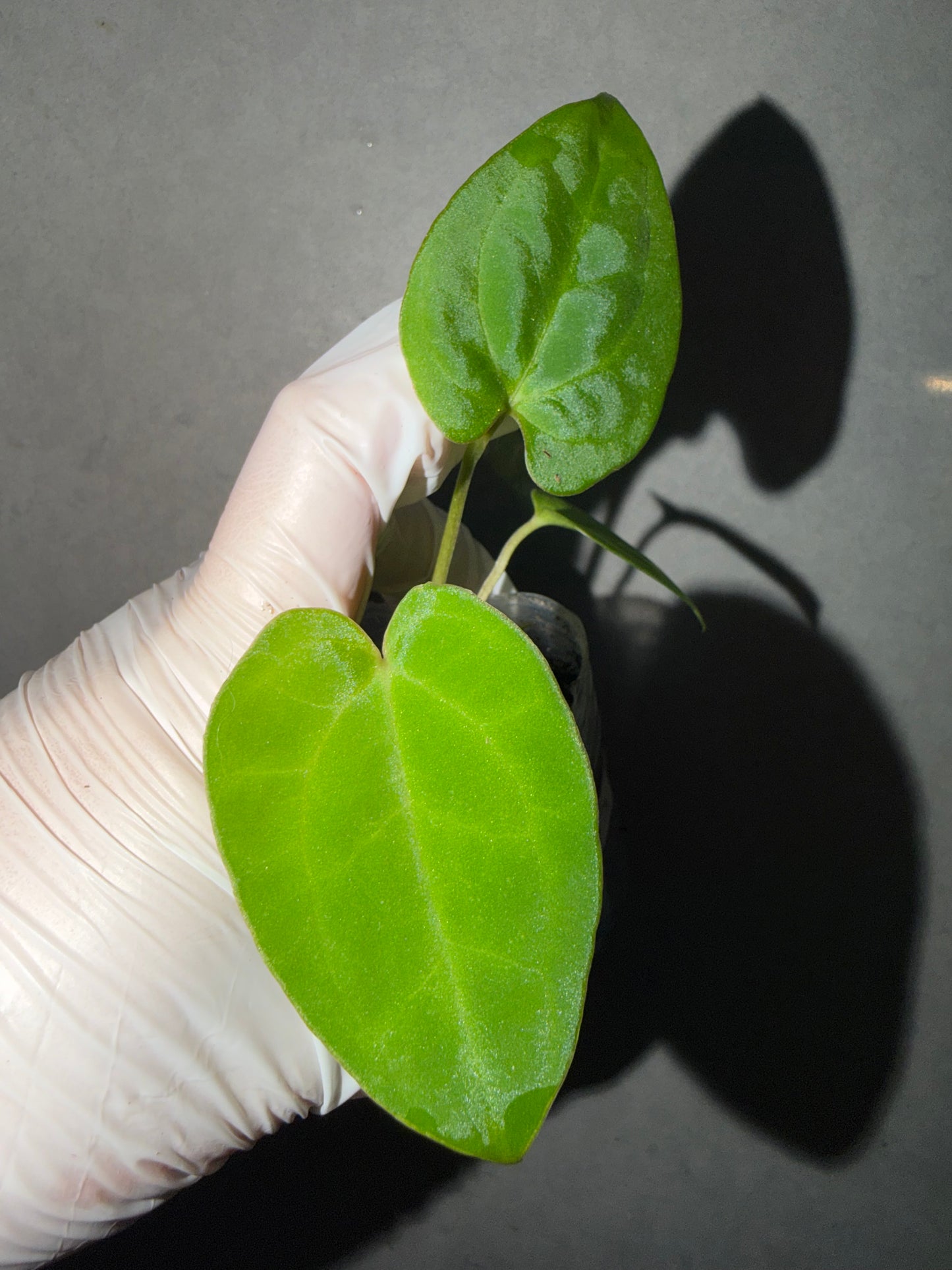 🌿Anthurium Papi GY x（RL*FS ）