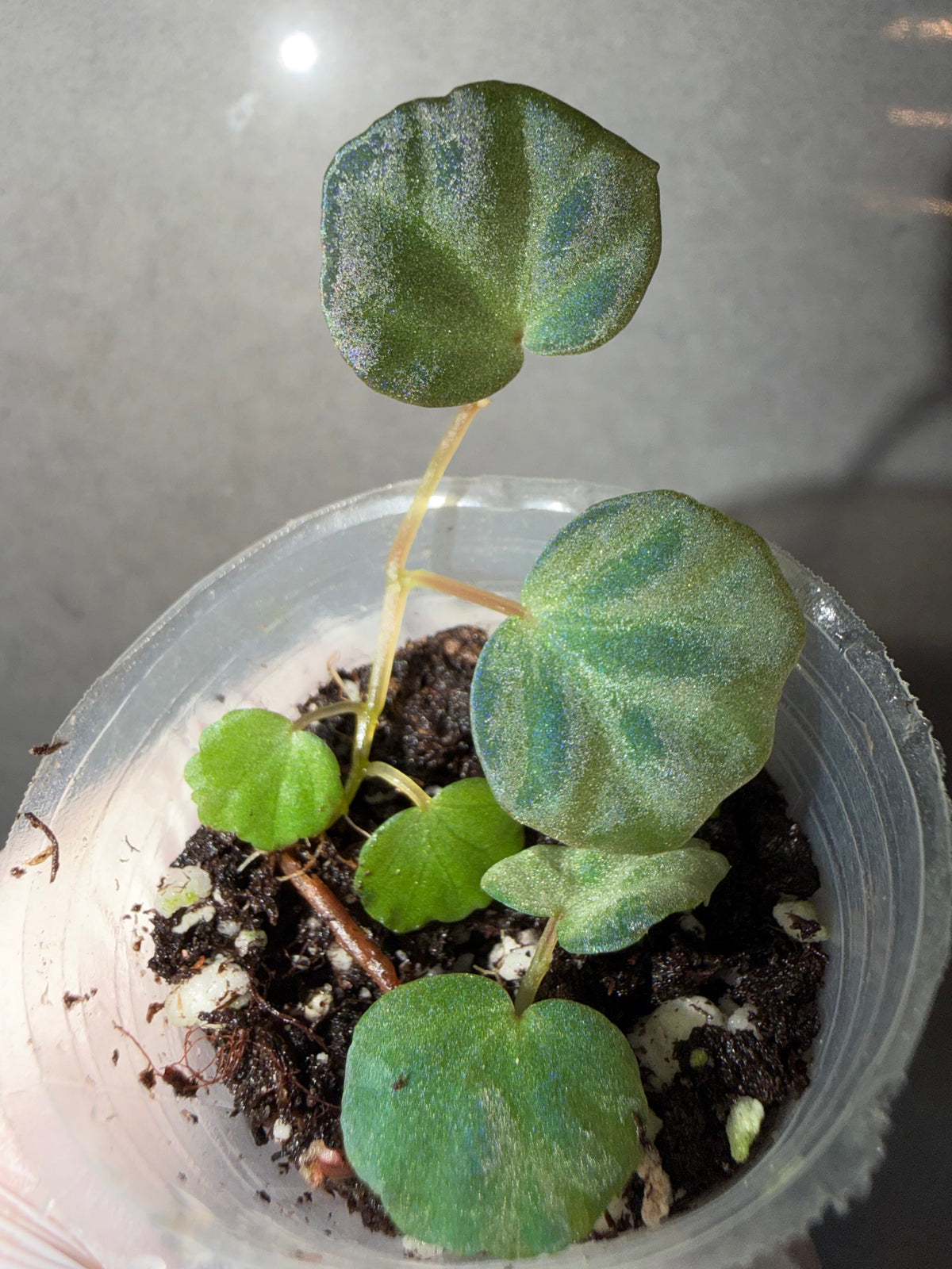 Begonia 4 Combo：Darthvaderiana（Green Spot）➕ sp. Sarawak➕ brevirimosa➕ Carnival