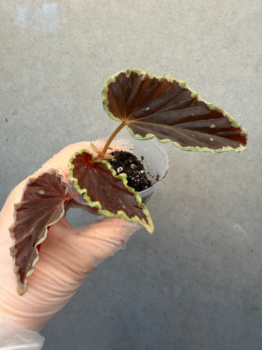 🥷Begonia Darthvaderiana（Green Spot）
