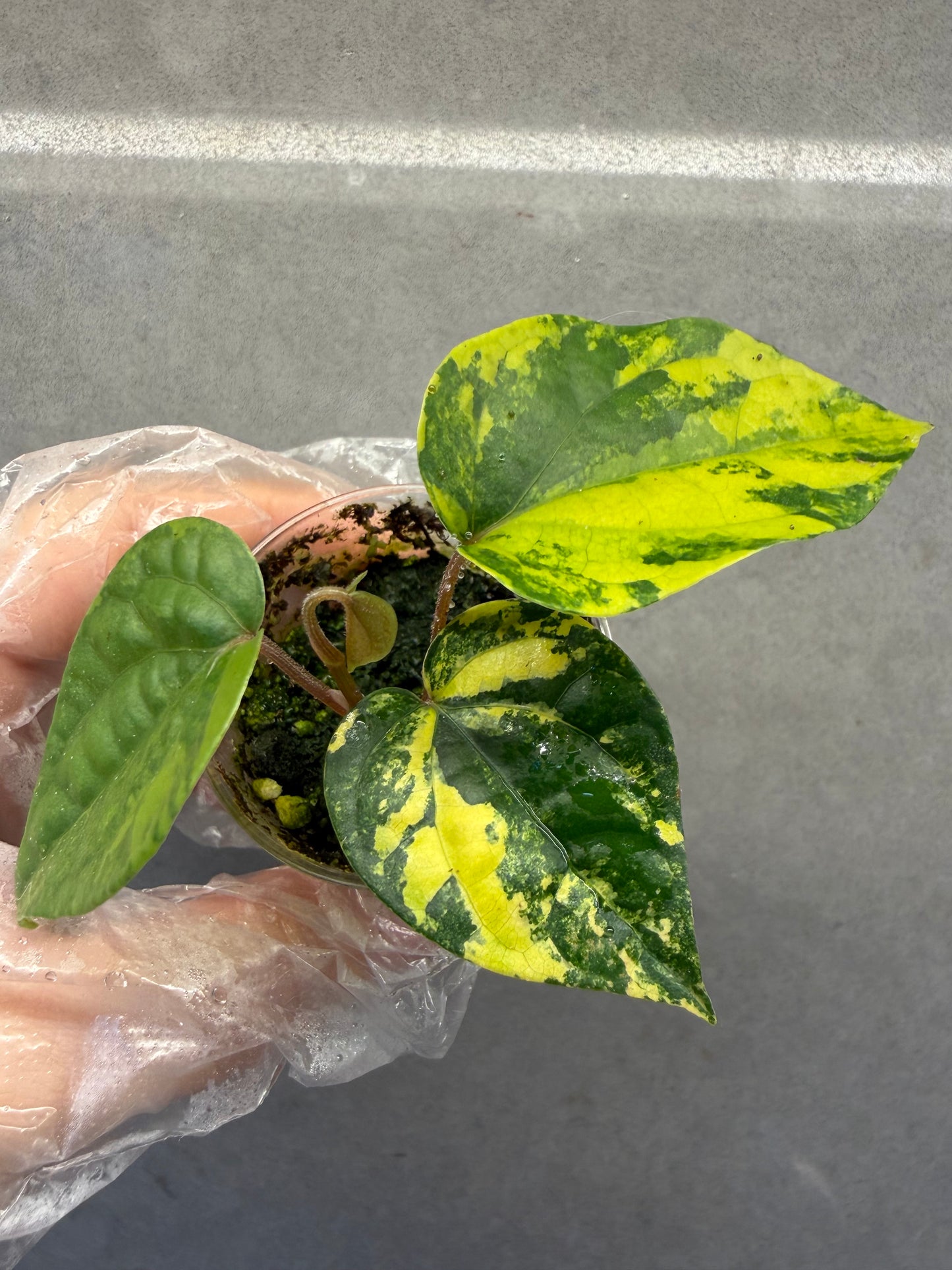 🌿Piper Aurea Variegated