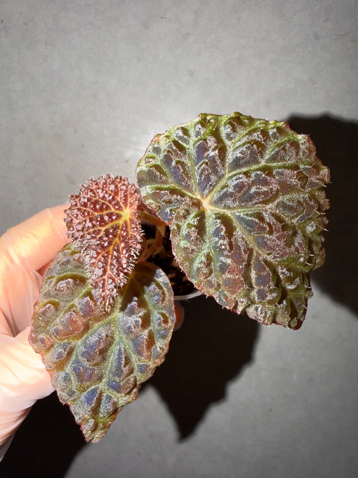 🖤Begonia ’Black Mountain‘