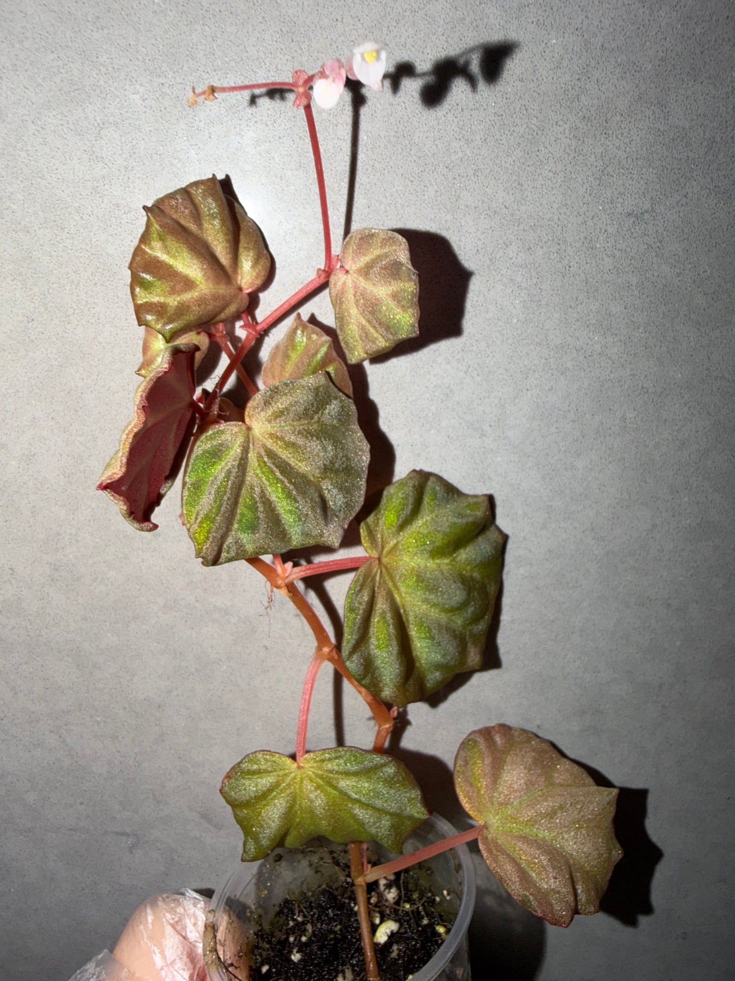 🌿 Begonia sp. Sarawak