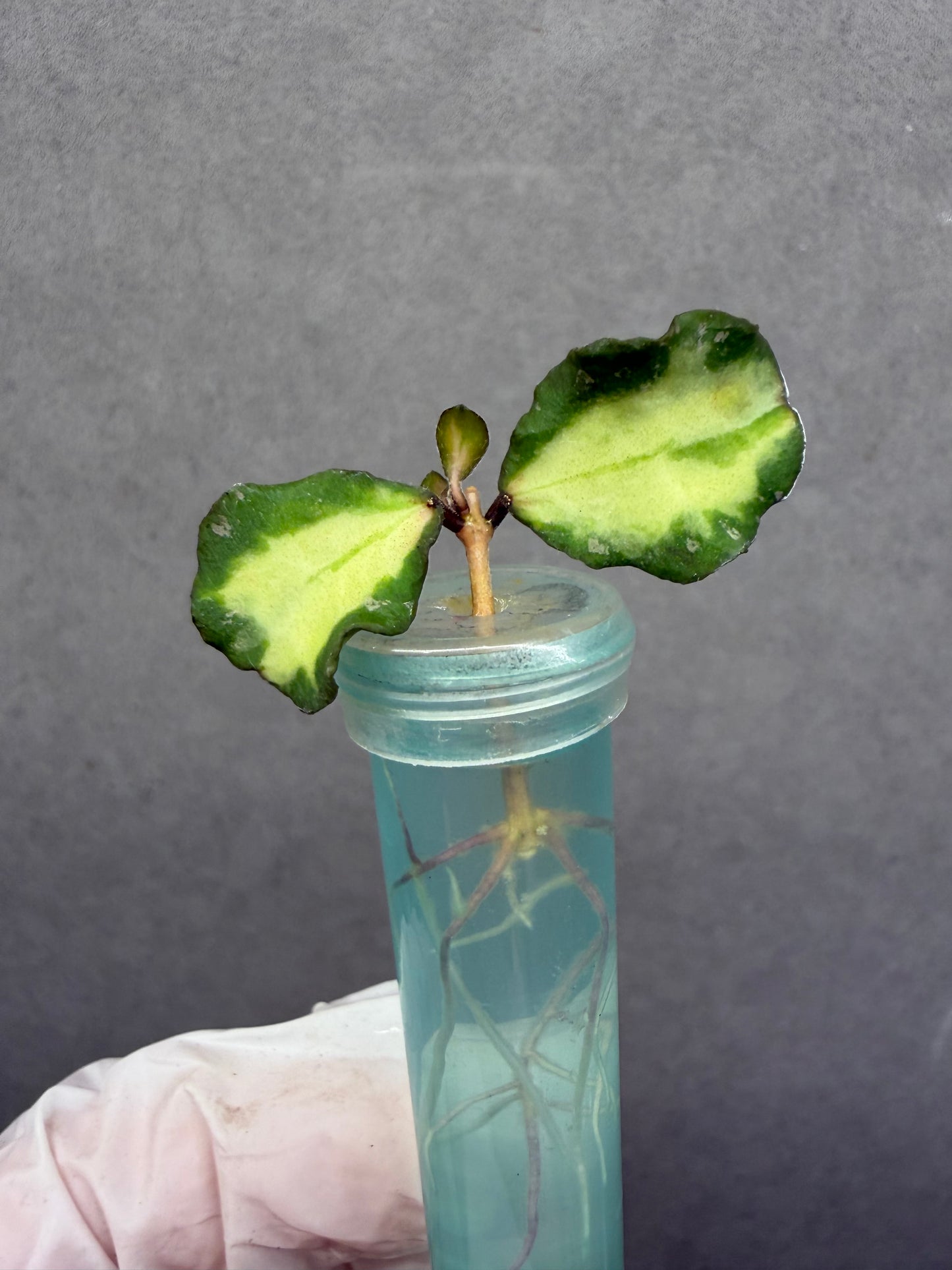 🌿Hoya Kanyakumariana Var