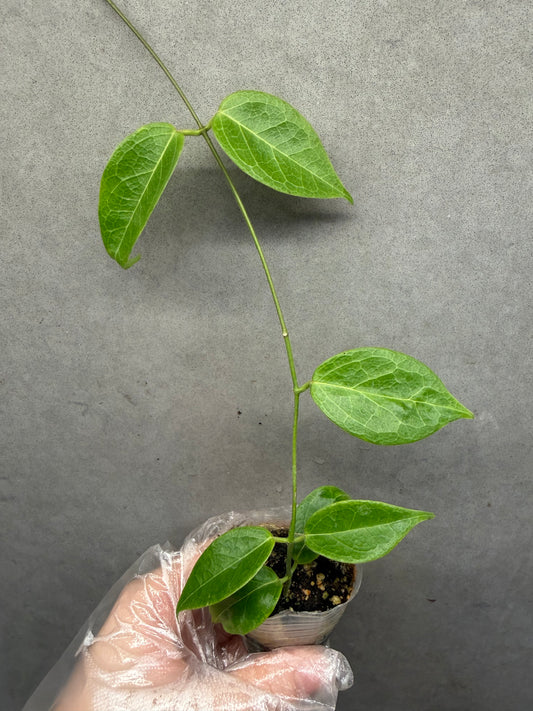 🌿Hoya dennisii