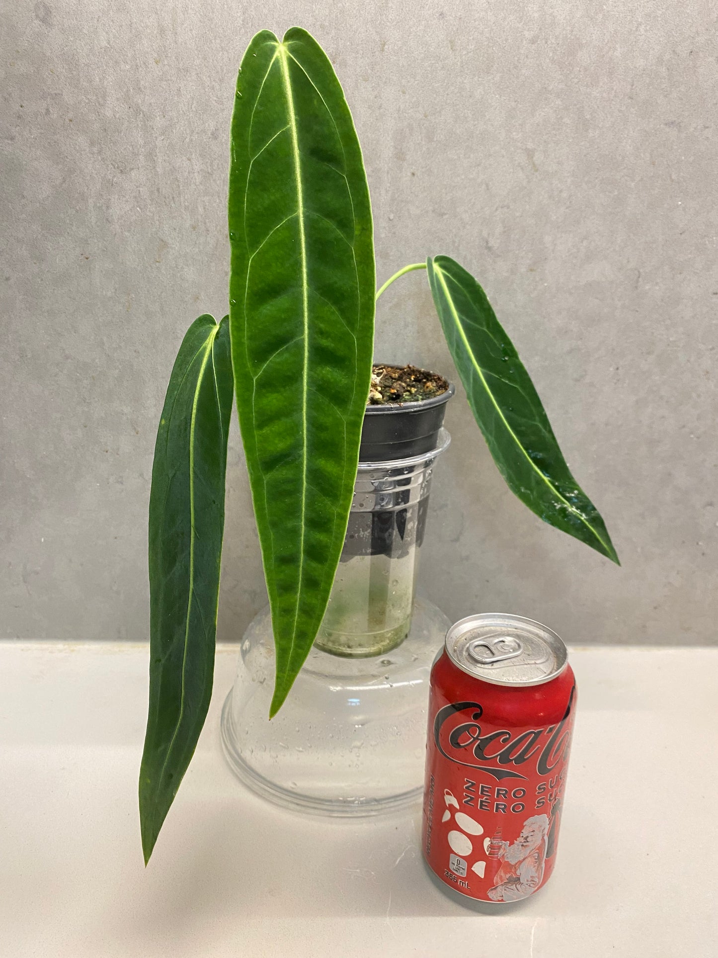 🌿 Anthurium warocqueanum