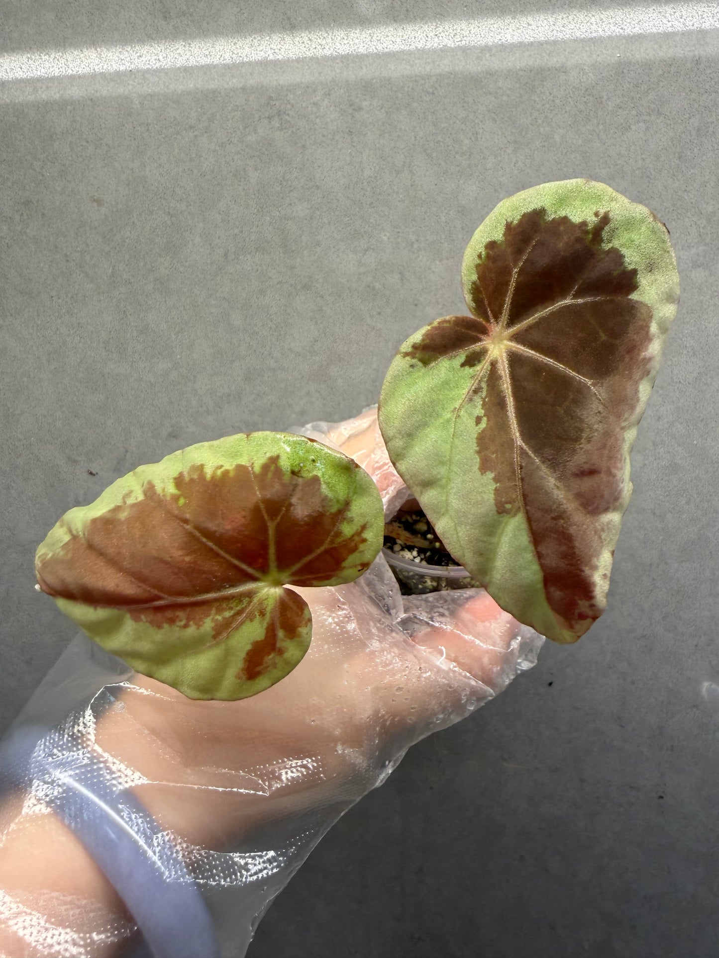 🌙 Begonia Burkillii Green Form ‘Half Moon’