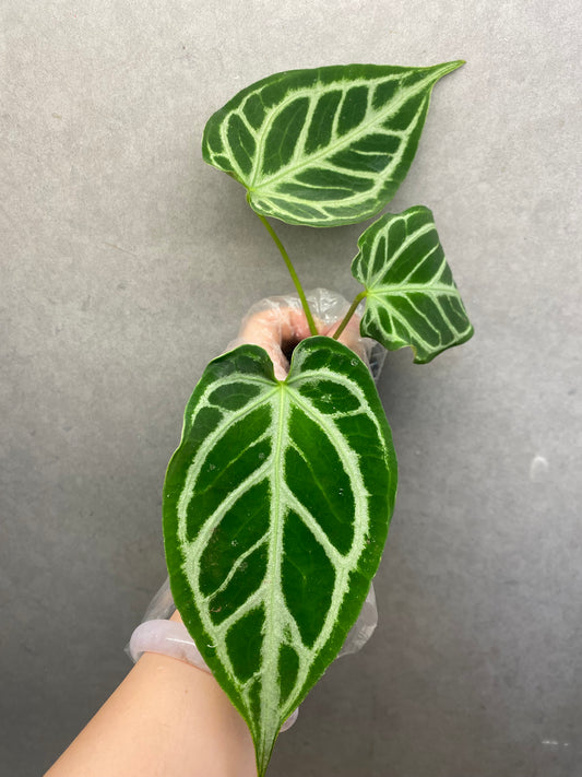 🌿 Anthurium crystallinum ‘Hope’
