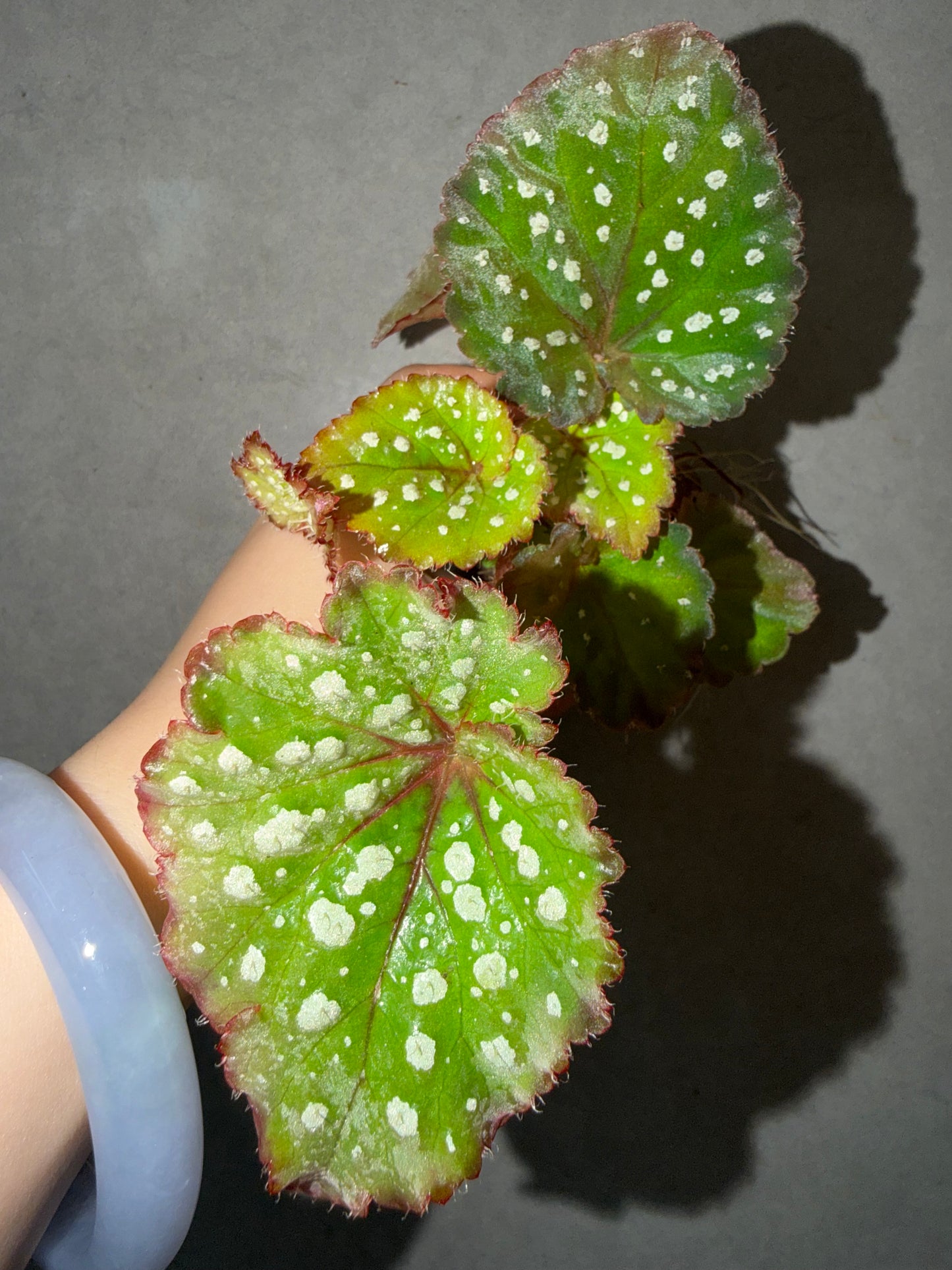 🌿Begonia Ryokuha