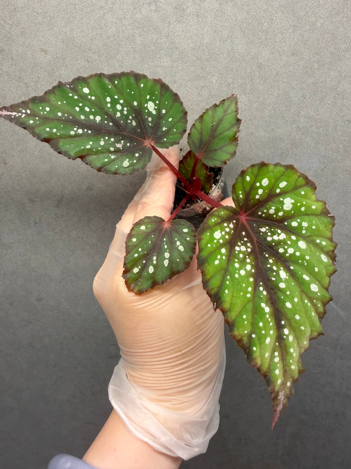 🌿Begonia ’African Jungle‘