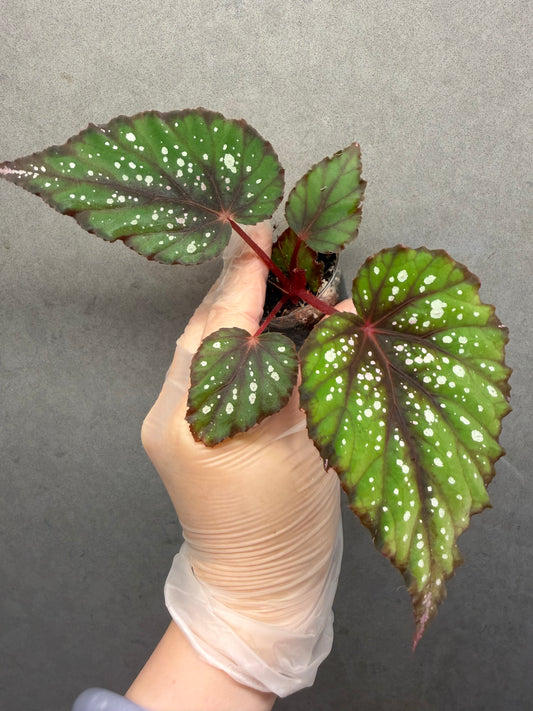 🌿Begonia ’African Jungle‘