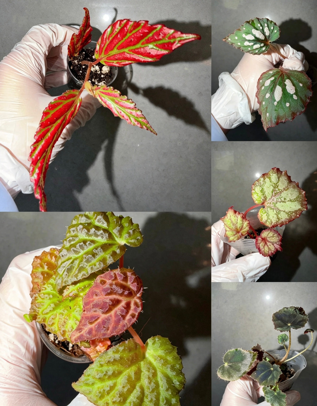 Begonia 5 Combo：sp. Sabah Pink➕ Black Mountain➕ Pink Panther➕ hybrid Blue-Green➕ black velvet