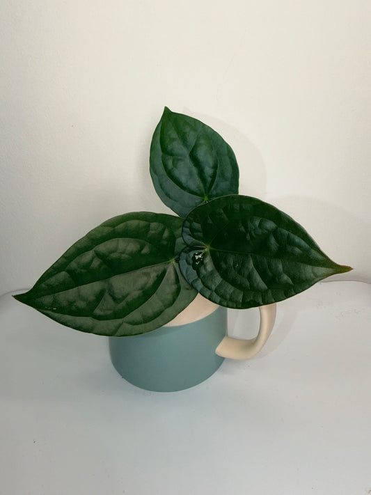 Anthurium lux x crystalline black form