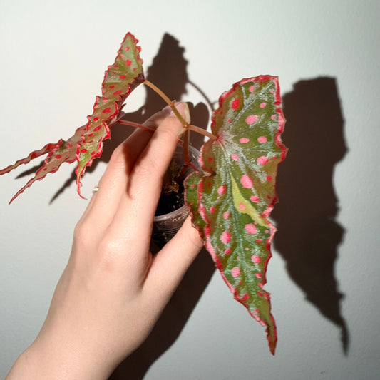 🌿 Variegated Begonia Darthvaderiana × Amphioxus