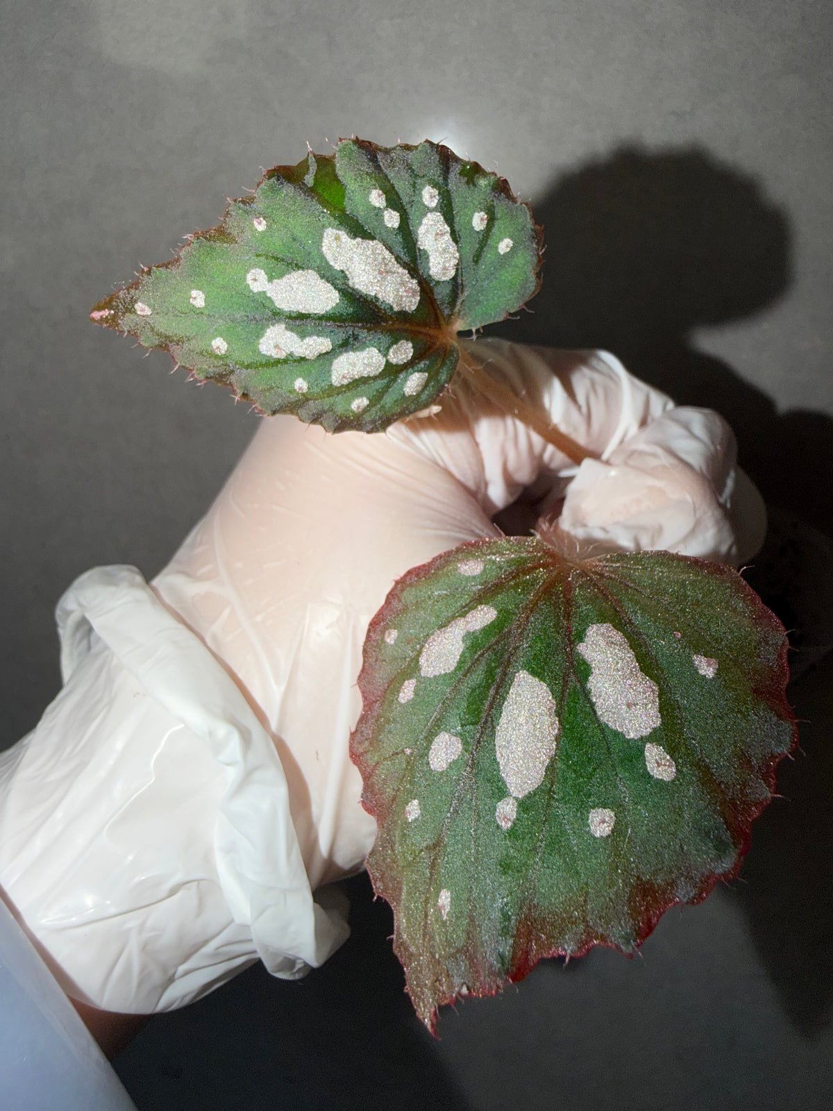 Begonia 5 Combo：sp. Sabah Pink➕ Black Mountain➕ Pink Panther➕ hybrid Blue-Green➕ black velvet