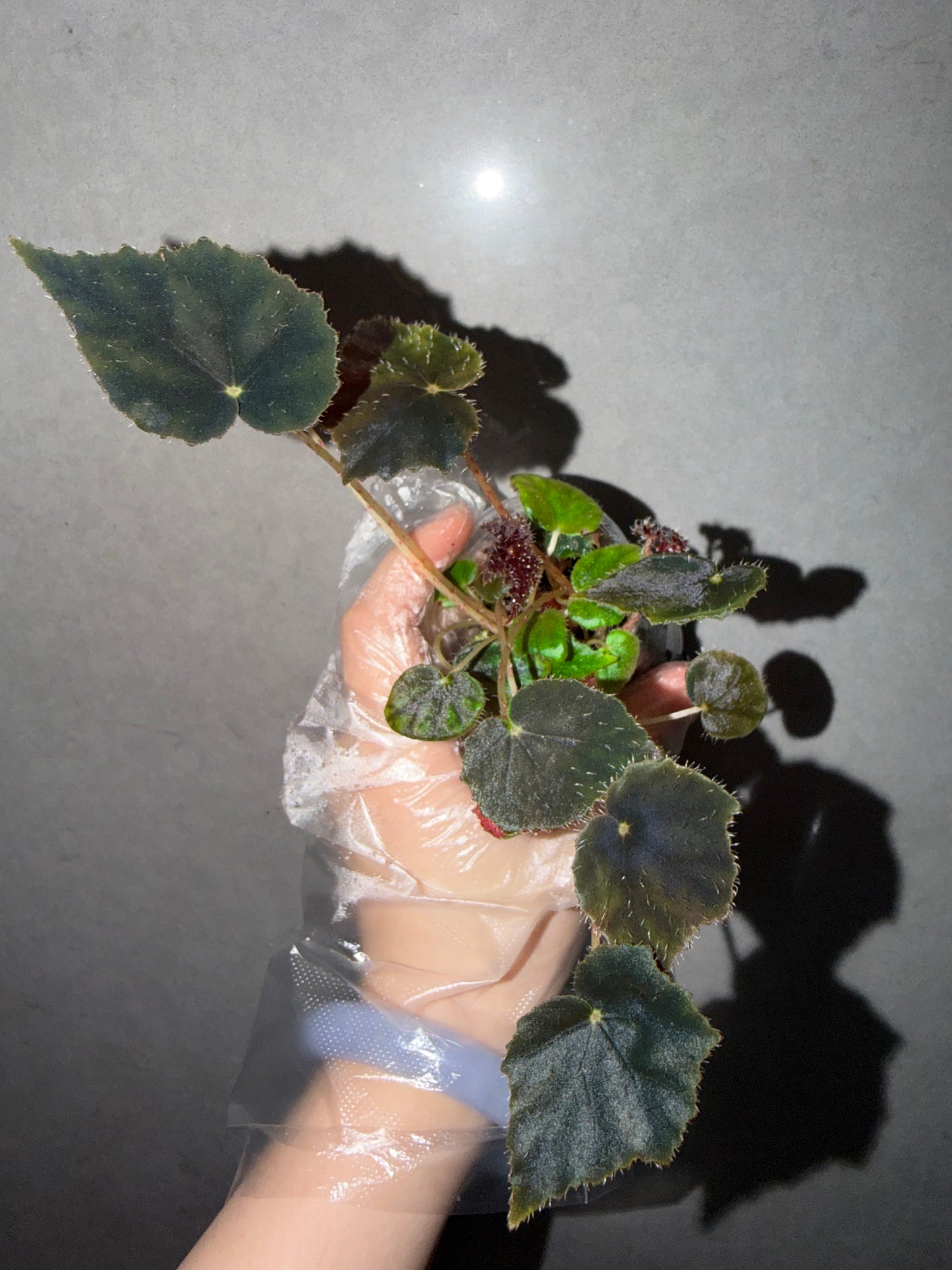 🦢Begonia black velvet