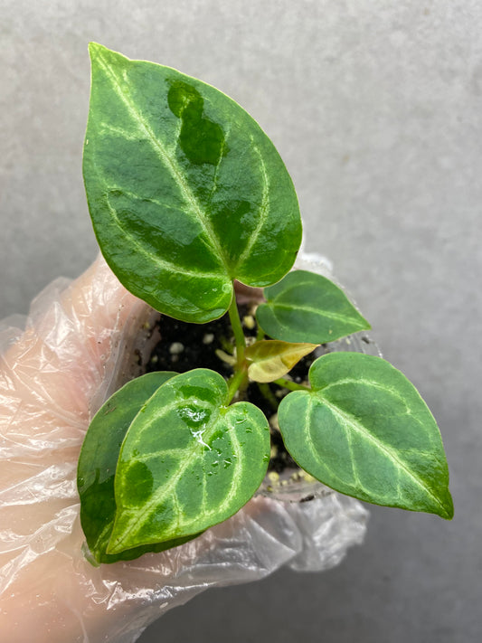 🌿 Anthurium Crystallinum