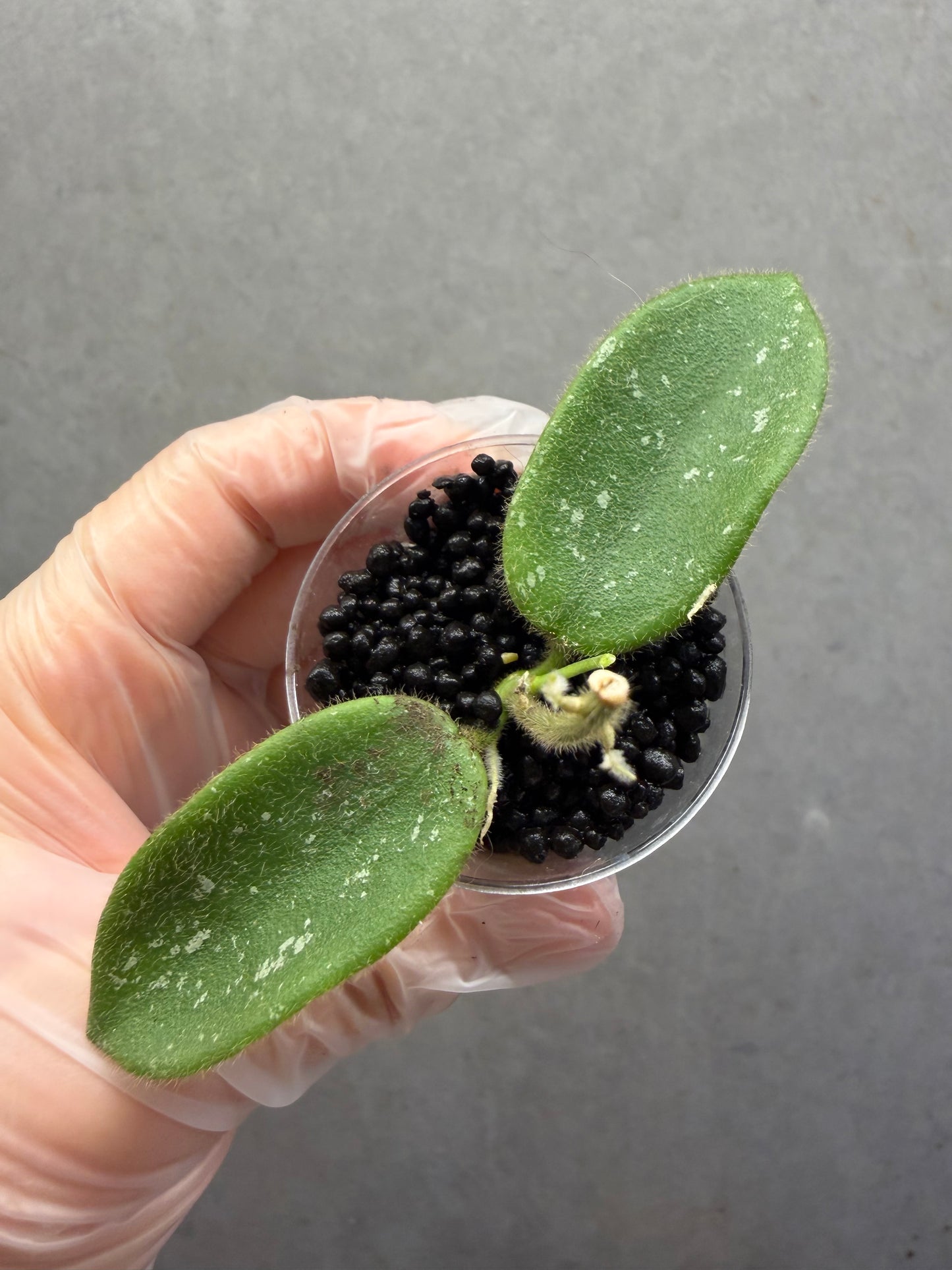 Hoya Thomsonii Pink Splash