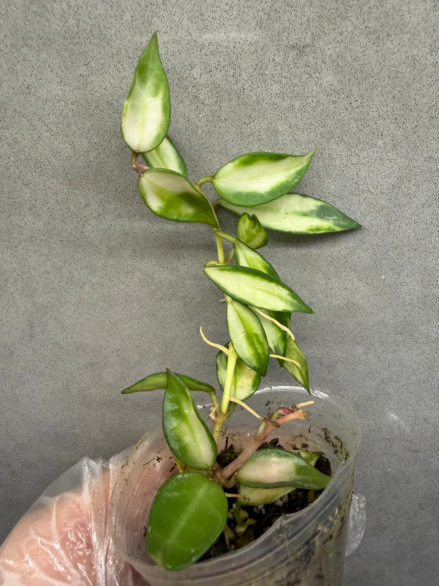 🌿Hoya Lacunosa Var.
