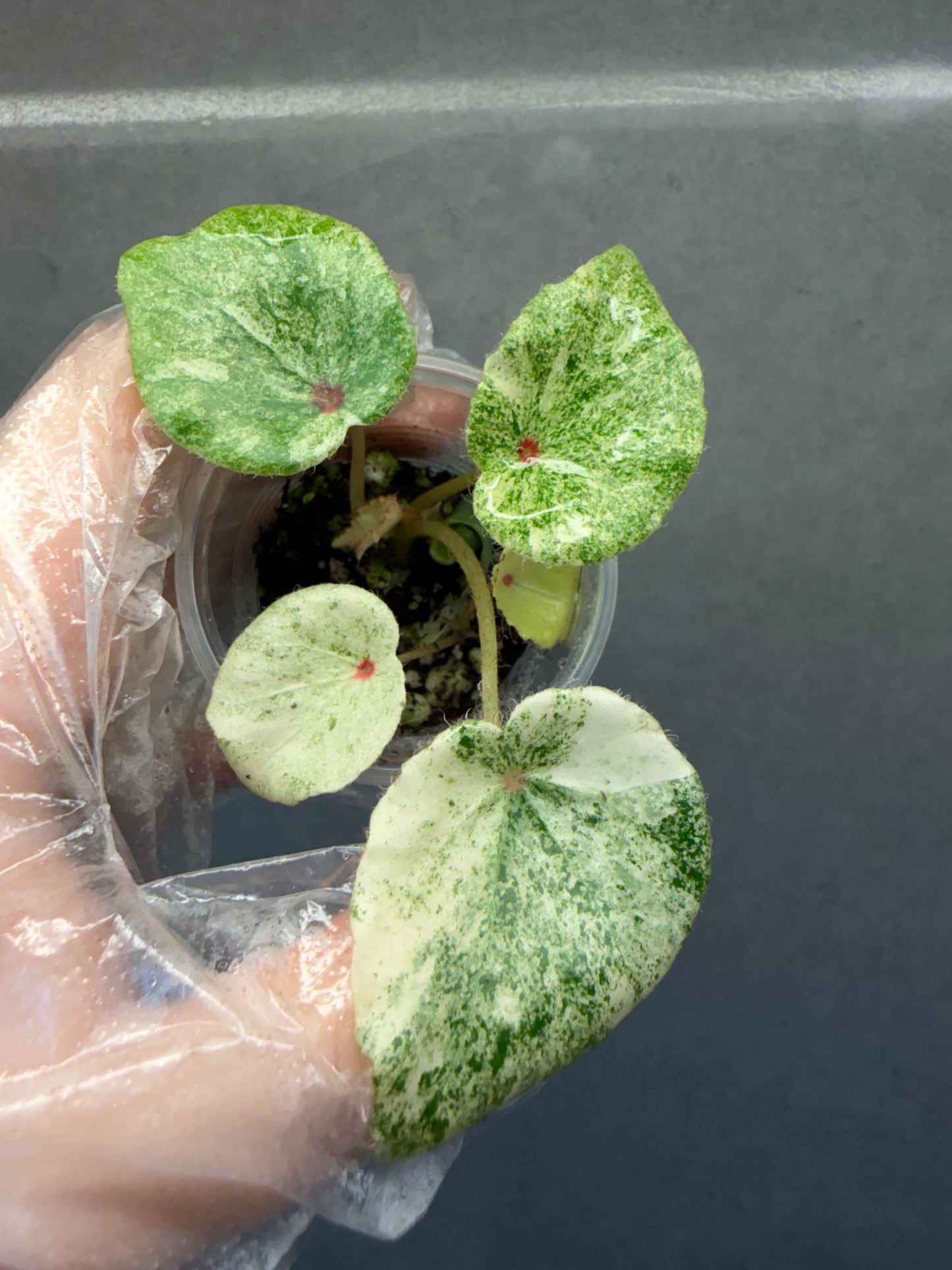 🌿 Begonia 'Rouge' Variegated