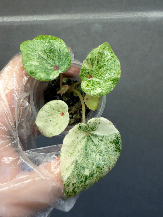 🌿 Begonia 'Rouge' Variegated