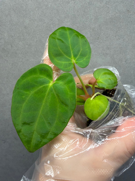🌿Anthurium Papi GY x（RL*FS ）