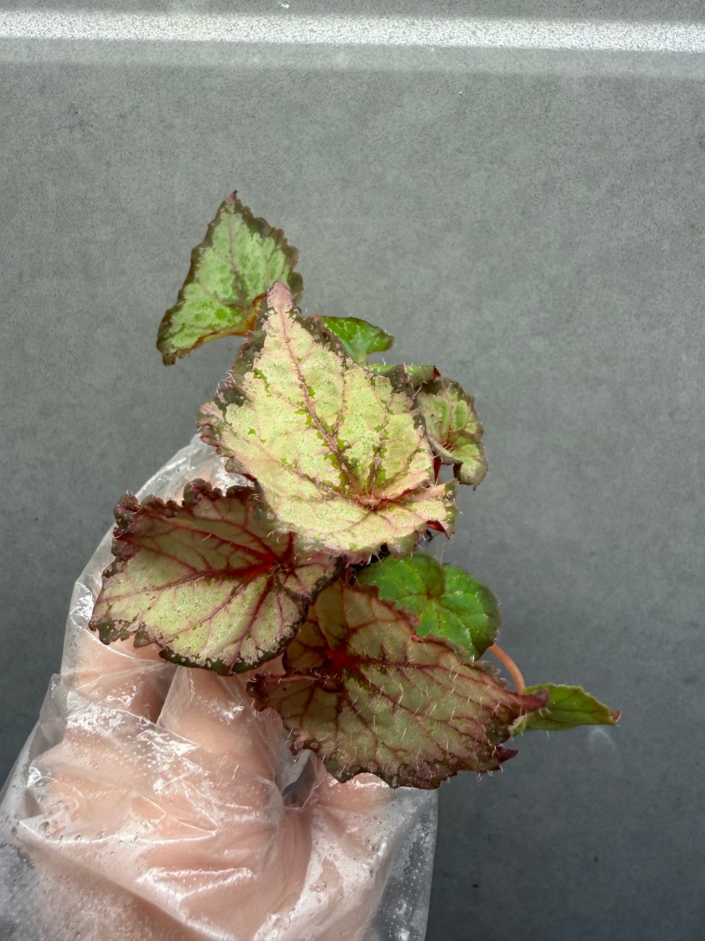 🌿 Begonia ‘DS Amor Amor’