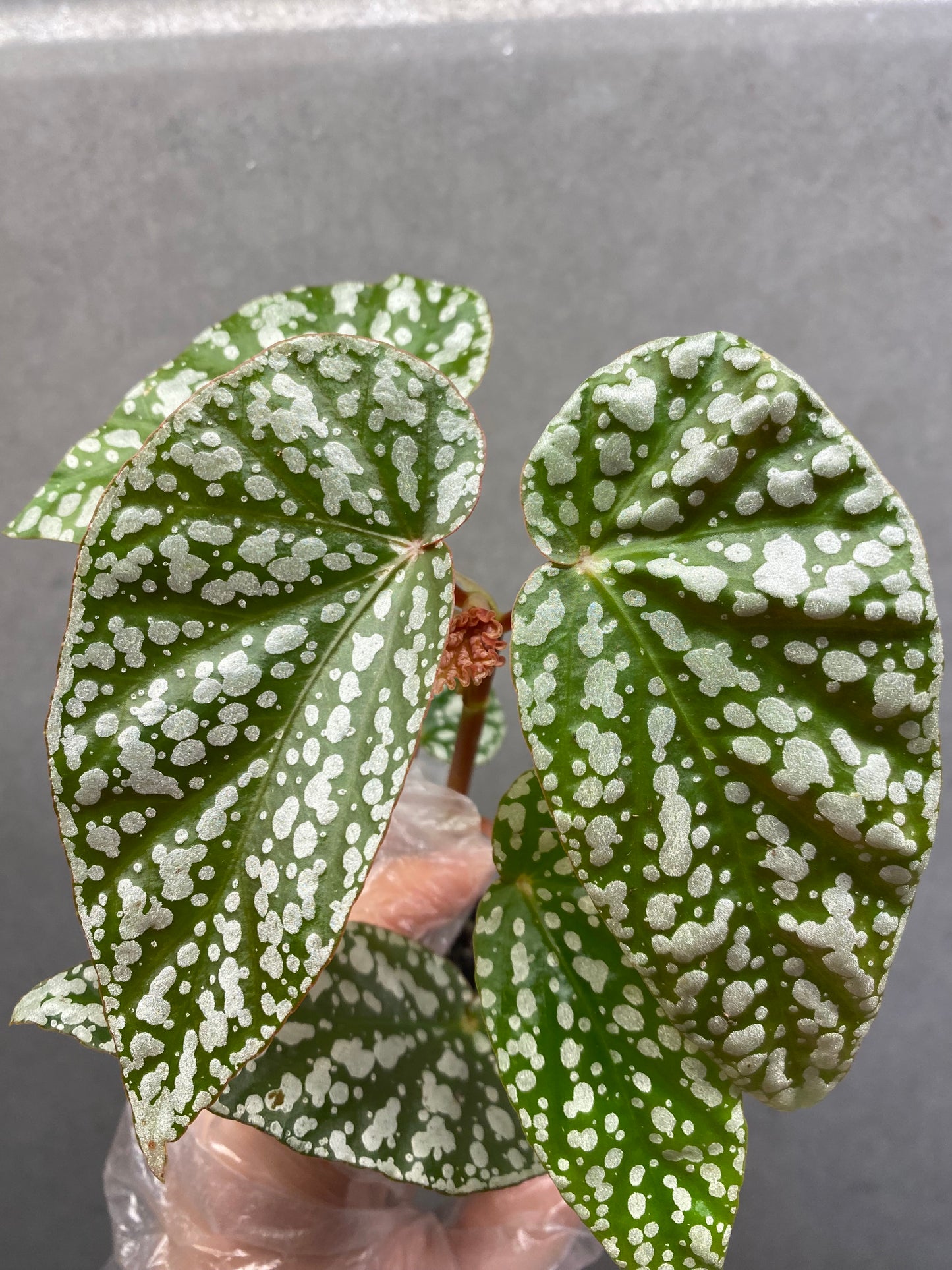 🌿 Begonia 'Snow Cap'