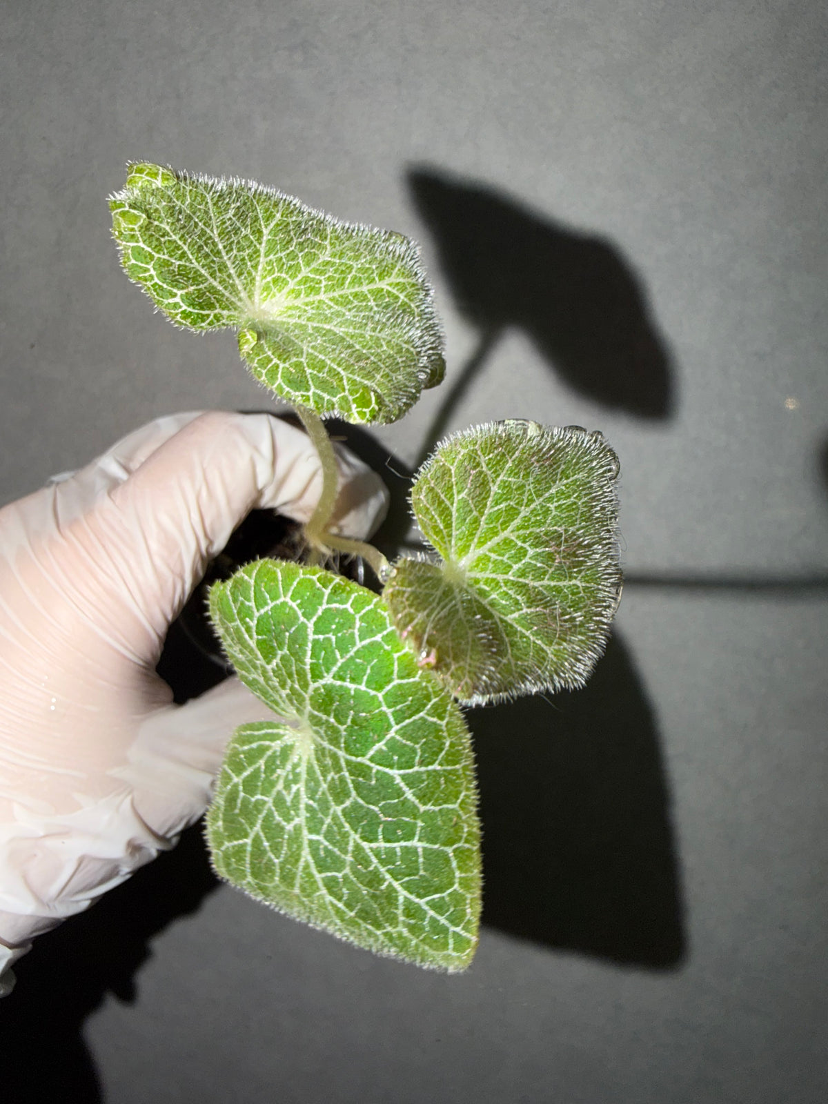 ⚡ Begonia fulgurata
